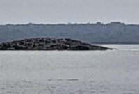 Pulau baru muncul di permukaan air di Kepulauan Tanimbar, Maluku, pasca gempa M 7,5 mengguncang (Foto/Istimewa)