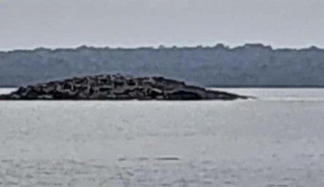 Pulau baru muncul di permukaan air di Kepulauan Tanimbar, Maluku, pasca gempa M 7,5 mengguncang (Foto/Istimewa)