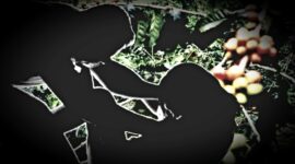 Ilustrasi Wanita diperkosa di kebun kopi (Grafis Zonafaktualnews.com)
