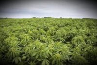 Ladang tanaman ganja di pedalaman Bone, Sulawesi Selatan (Foto Istimewa)
