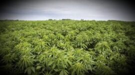Ladang tanaman ganja di pedalaman Bone, Sulawesi Selatan (Foto Istimewa)