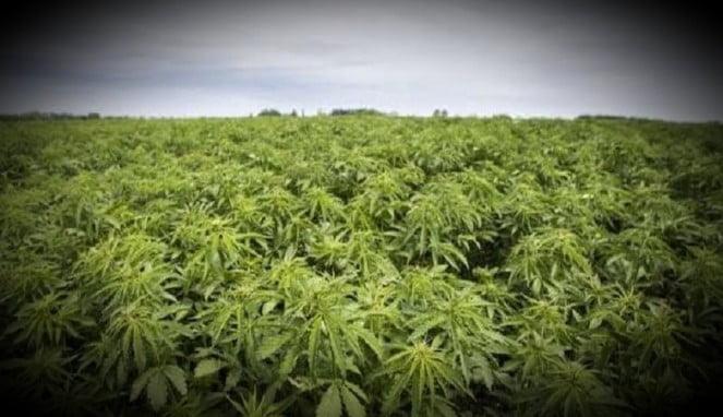 Ladang tanaman ganja di pedalaman Bone, Sulawesi Selatan (Foto Istimewa)