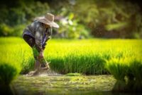 Dampak paling bahaya dari adanya impor beras adalah para petani di desa akan mogok menanam padi (Foto Istimewa)