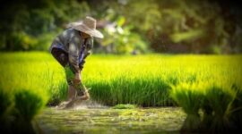 Dampak paling bahaya dari adanya impor beras adalah para petani di desa akan mogok menanam padi (Foto Istimewa)