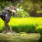 Dampak paling bahaya dari adanya impor beras adalah para petani di desa akan mogok menanam padi (Foto Istimewa)