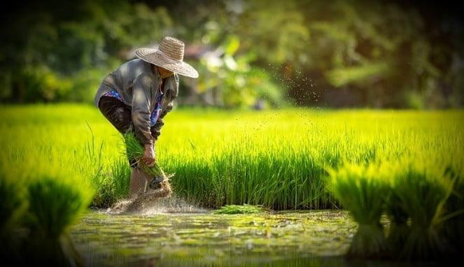 Dampak paling bahaya dari adanya impor beras adalah para petani di desa akan mogok menanam padi (Foto Istimewa)