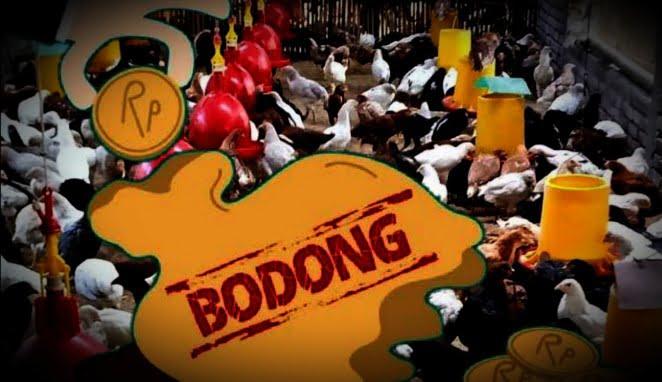 Ilustrasi Investasi Bodong Ternak Ayam