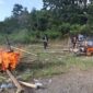 Polisi bongkar dan bakar arena sabung ayam di Nabire