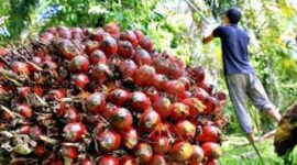 Ilustrasi panen kelapa sawit
