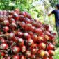 Ilustrasi panen kelapa sawit