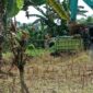 Aktivitas tambang ilegal di Desa Sokkolia, Kabupaten Gowa