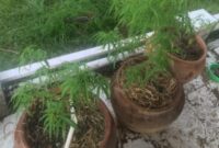 3 tanaman ganja yang ditemukan polisi dalam sebuah rumah mewah (Foto Istimewa)