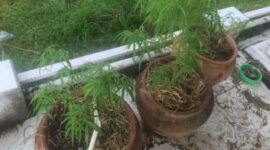 3 tanaman ganja yang ditemukan polisi dalam sebuah rumah mewah (Foto Istimewa)