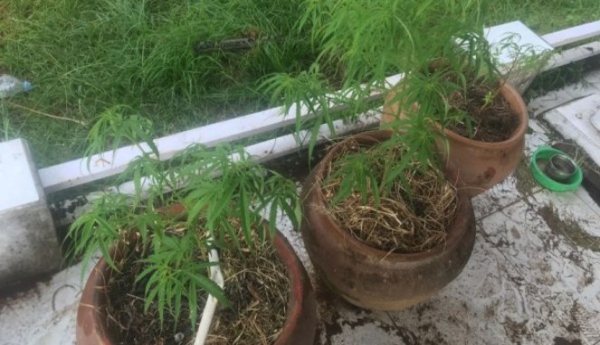 3 tanaman ganja yang ditemukan polisi dalam sebuah rumah mewah (Foto Istimewa)