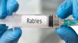 Ilustrasi Rabies