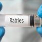 Ilustrasi Rabies