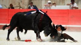 Ilustrasi Banteng menanduk matador