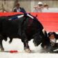 Ilustrasi Banteng menanduk matador