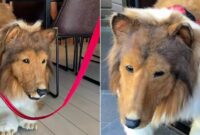 Foto Kolase : Pria di Jepang Ubah Penampilan Jadi Anjing (Tangkapan Layar Video Tiktok Toco)