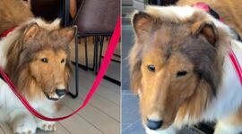 Foto Kolase : Pria di Jepang Ubah Penampilan Jadi Anjing (Tangkapan Layar Video Tiktok Toco)