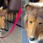 Foto Kolase : Pria di Jepang Ubah Penampilan Jadi Anjing (Tangkapan Layar Video Tiktok Toco)