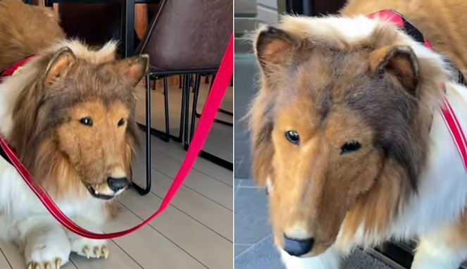Foto Kolase : Pria di Jepang Ubah Penampilan Jadi Anjing (Tangkapan Layar Video Tiktok Toco)