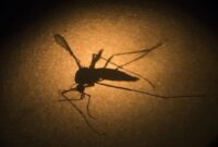 Viral, Bossman Sontoloyo Sebut Nyamuk Bionik Wolbachia Jadi Ancaman Indonesia (Foto Ilustrasi)