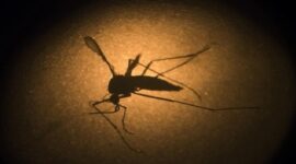Viral, Bossman Sontoloyo Sebut Nyamuk Bionik Wolbachia Jadi Ancaman Indonesia (Foto Ilustrasi)