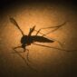 Viral, Bossman Sontoloyo Sebut Nyamuk Bionik Wolbachia Jadi Ancaman Indonesia (Foto Ilustrasi)