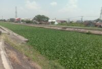 Balai Pompengan Tak Becus, Kanal di Batua Raya Diselimuti Eceng Gondok