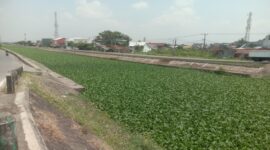 Balai Pompengan Tak Becus, Kanal di Batua Raya Diselimuti Eceng Gondok