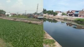 Penampakan Eceng Gondok di Kanal Batua Raya Sebelum dan Sesudah