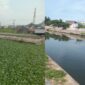 Penampakan Eceng Gondok di Kanal Batua Raya Sebelum dan Sesudah