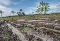 Gibran Berdusta Klaim Food Estate Singkong Prabowo Panen