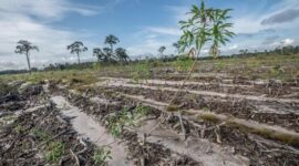 Gibran Berdusta Klaim Food Estate Singkong Prabowo Panen