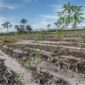 Gibran Berdusta Klaim Food Estate Singkong Prabowo Panen