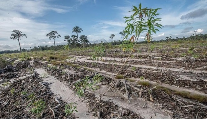 Gibran Berdusta Klaim Food Estate Singkong Prabowo Panen