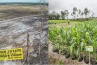 CSIS Kuliti Klaim Gibran Soal Keberhasilan Food Estate: Itu Sawah Palsu