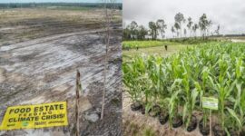 CSIS Kuliti Klaim Gibran Soal Keberhasilan Food Estate: Itu Sawah Palsu