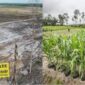 CSIS Kuliti Klaim Gibran Soal Keberhasilan Food Estate: Itu Sawah Palsu
