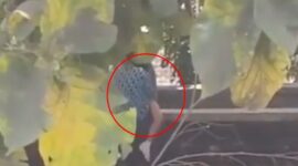 Tangkapan Layar Video, Dua Pelajar SMP Adu Kelamin di Tanggul Kali