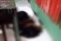 Tangkapan Layar Video Pelajar SMA Rudapkasa Siswi SMP