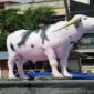 Patung Kerbau Saleko di Anjungan Pantai Losari (Ist)