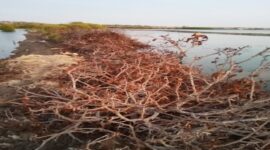Mangrove Hancur dan Bibir Pantai Rusak di Takalar