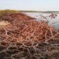 Mangrove Hancur dan Bibir Pantai Rusak di Takalar