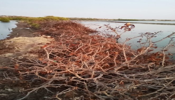 Mangrove Hancur dan Bibir Pantai Rusak di Takalar