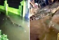 Foto Tangkapan Layar Video Seekor Buaya Muncul di Lorong Rumah Warga dan Akhirnya Berhasil Ditangkap