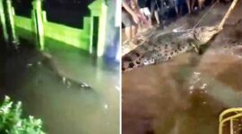 Foto Tangkapan Layar Video Seekor Buaya Muncul di Lorong Rumah Warga dan Akhirnya Berhasil Ditangkap