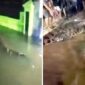 Foto Tangkapan Layar Video Seekor Buaya Muncul di Lorong Rumah Warga dan Akhirnya Berhasil Ditangkap