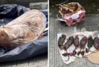 Foto Kolase : Kepala Babi dan Bangkai Tikus di Kantor Tempo